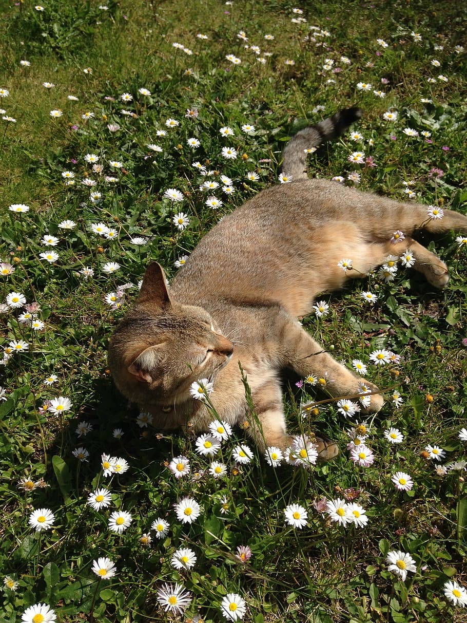 cat, grass, flowers, animal themes, mammal, plant, one animal HD wallpaper