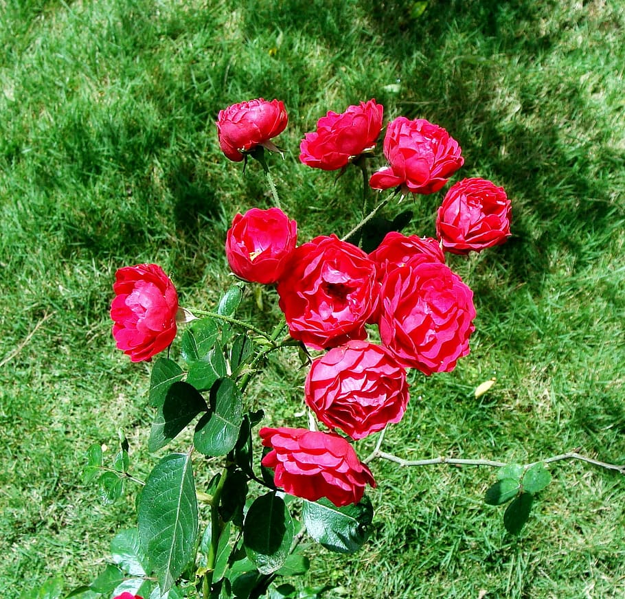 Bunch, Flower, Bloom, button rose, red, india, growth, green color HD wallpaper