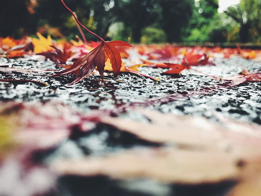 selective focus photography of maple leaves, selective focus photography of dried leaf HD wallpaper