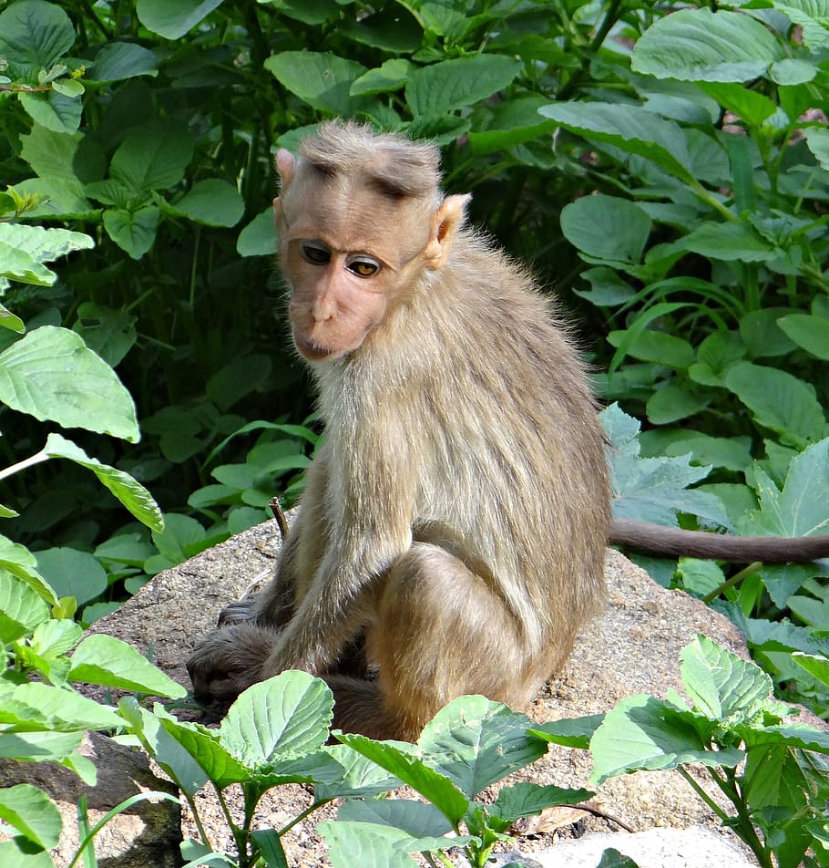 bonnet macaque, macaca radiata, monkey, animal, mammal, wildlife HD wallpaper
