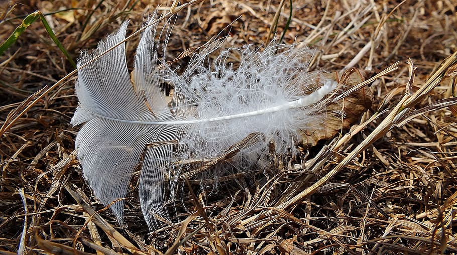 a feather, bird, feathers, nature, wing, fly, vulgaris, birds HD wallpaper
