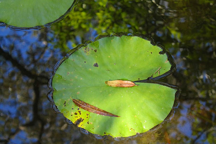 Lily Pad, Water, Pond, waterlily, outdoor, leaf, green, nature HD wallpaper