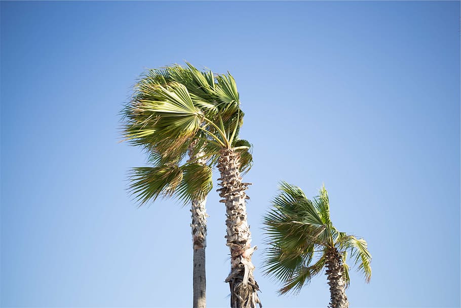 green leafed trees during daytime, coconut, palm, blue, sky HD wallpaper
