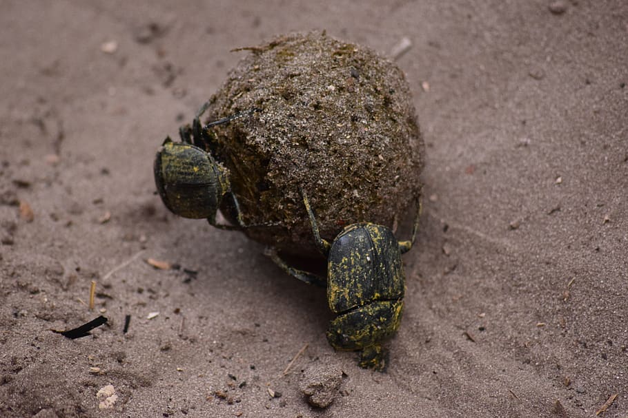 dung beetle, poo, botswana, africa, insects, wildlife, safari HD wallpaper