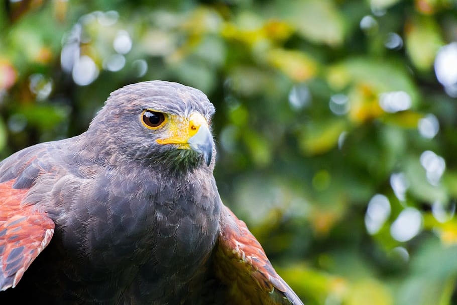 Falcon, Raptor, Bird, Feather, Animal, wildlife, nature, beak HD wallpaper