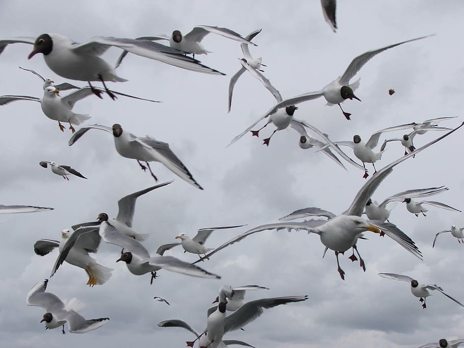 seagulls, birds, wings, beach, animals in the wild, animal wildlife HD wallpaper