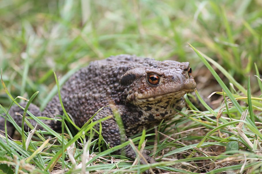 animals, toad, frog, animal themes, animal wildlife, one animal HD wallpaper