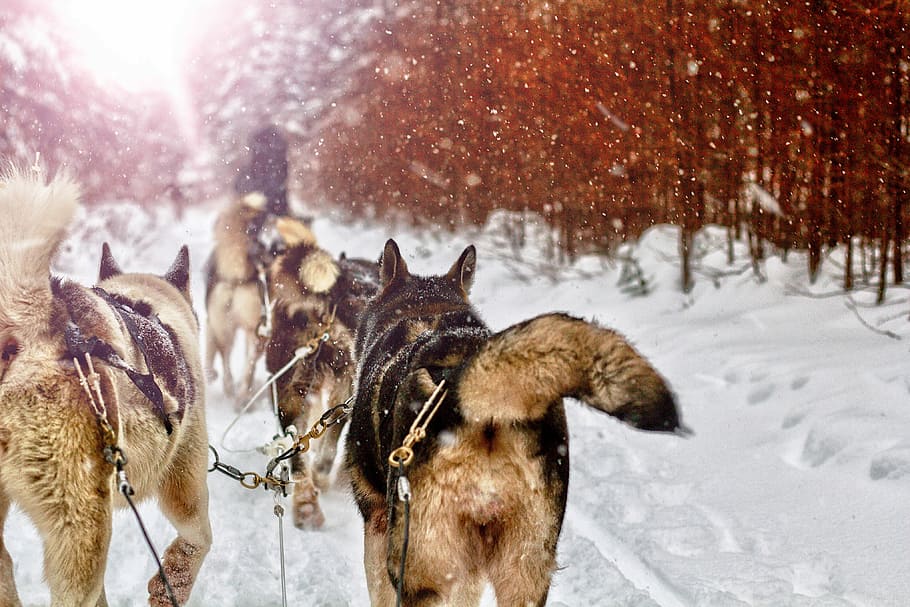 Dog Sledding in Quebec, untitled, sledge, dof, winter, snow, cold temperature HD wallpaper