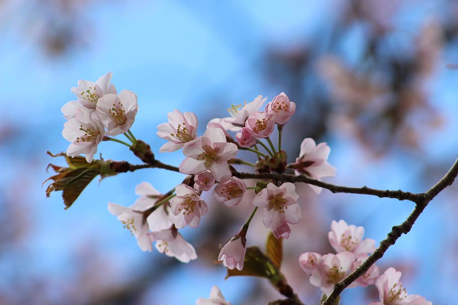 spring, plant, flower, bloom, flowering plant, fragility, vulnerability HD wallpaper