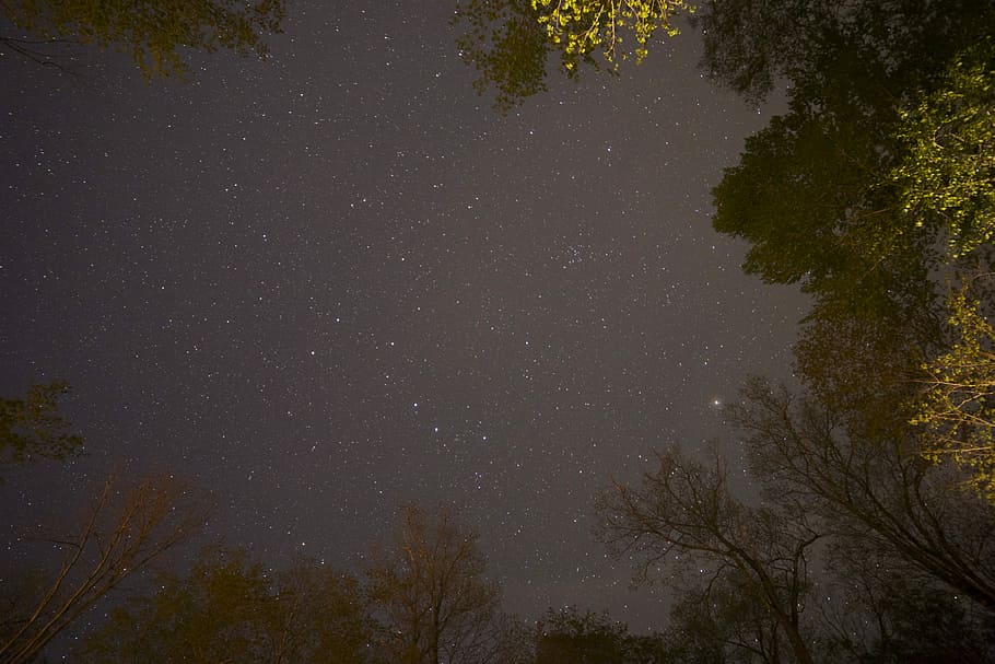 low angle photo of trees, black, blue, branches, gray, night HD wallpaper
