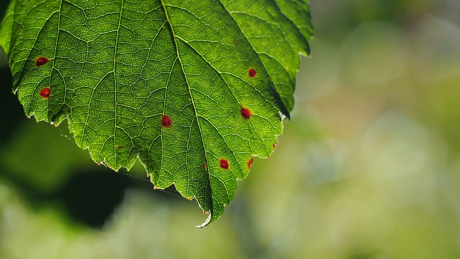 leaf, color, plant, macro, plant part, green color, close-up HD wallpaper