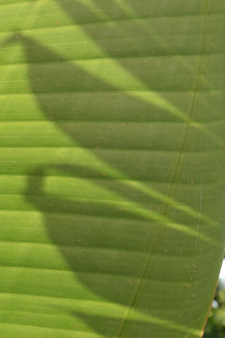 background, light and shadow, pattern, structure, banana leaf HD wallpaper