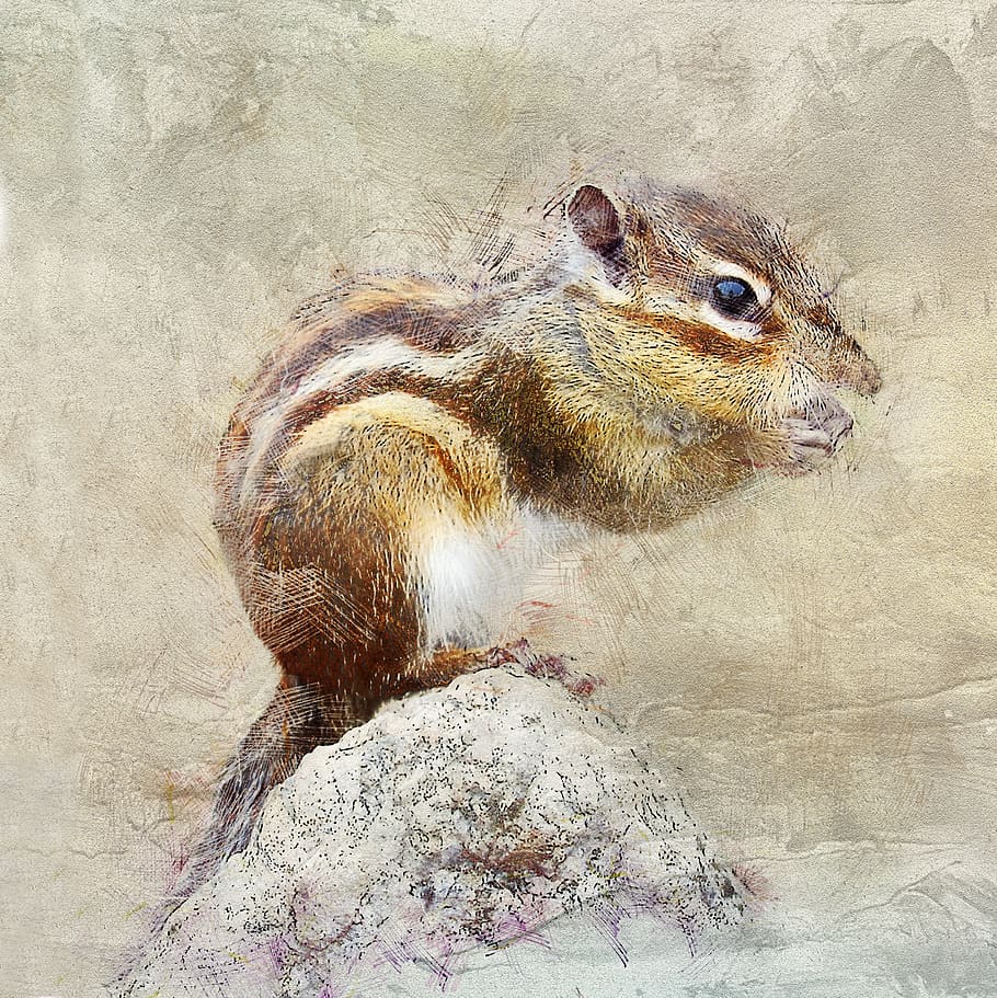 chipmunk, rodent, animals, hamster, nature, closeup, curious HD wallpaper