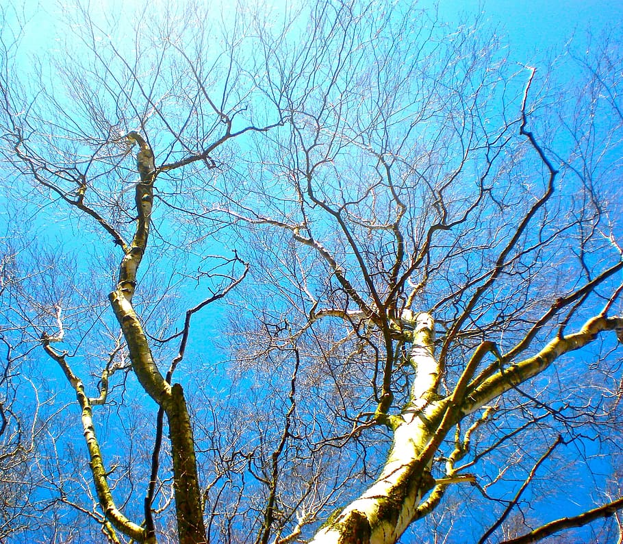 Birch, Tree, Blue Sky, Greenery, bare tree, branch, nature HD wallpaper