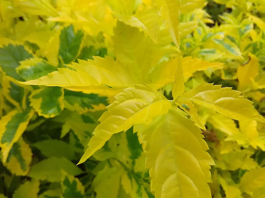 yellow sheet, leaf, nature, flora, plants, color, life, green and yellow HD wallpaper