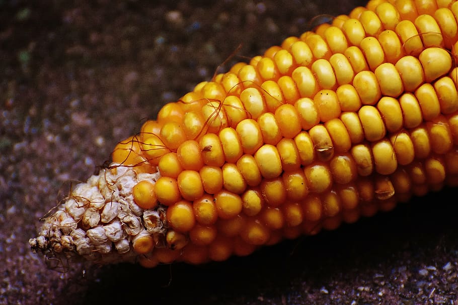 corn, corn on the cob, corn kernels, vegetables, food, nature HD wallpaper