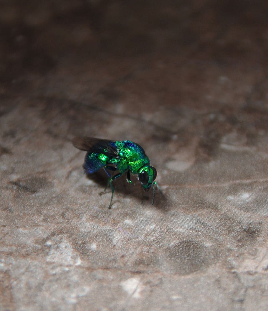 Fly, Insect, Nature, Bug, Macro, green, wings, small, close HD wallpaper