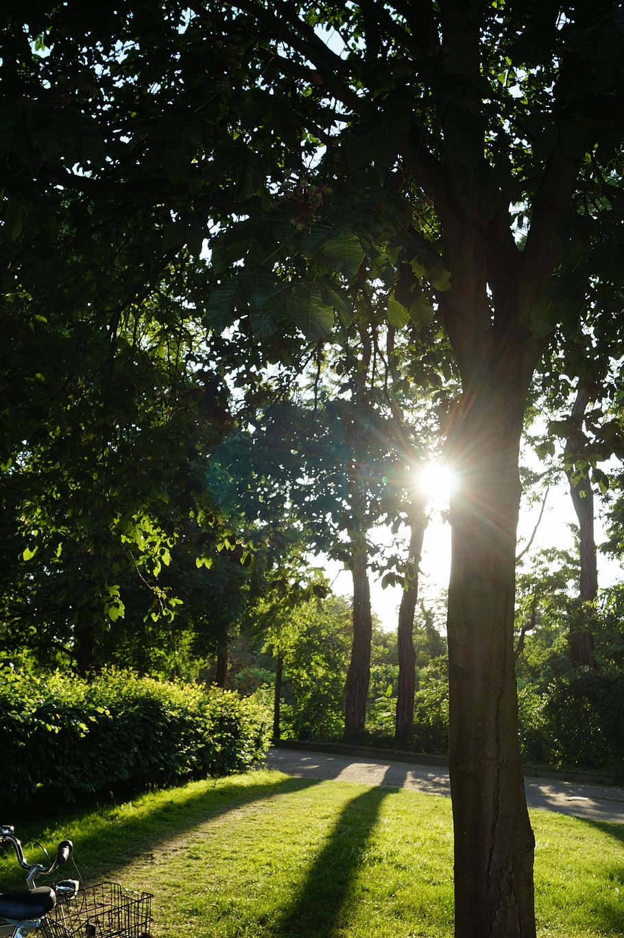 tree, sun, nature, back light, plant, sunlight, sunbeam, grass HD wallpaper