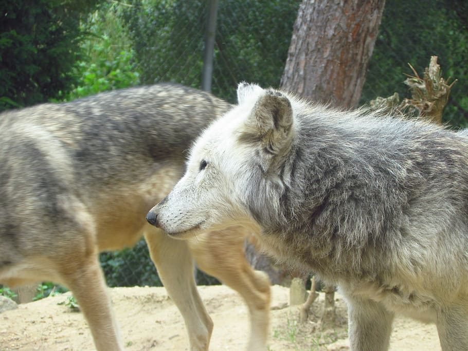 wolf, wolves, wold, zoo, wild, predator, animal, mammal, animal themes HD wallpaper