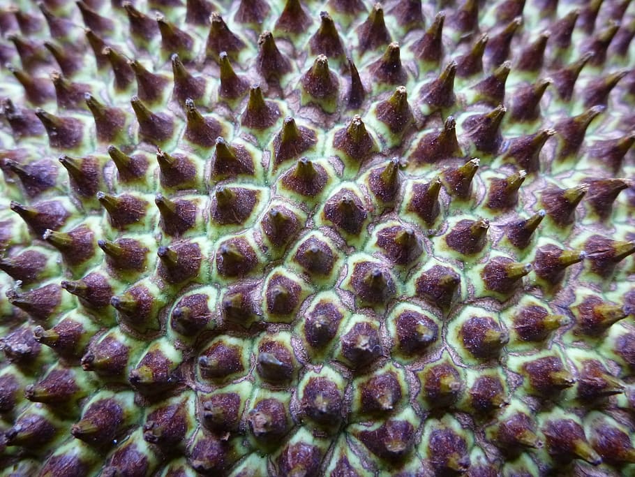 spur, jack fruit, prickly, artocarpus heterophyllus, full frame HD wallpaper