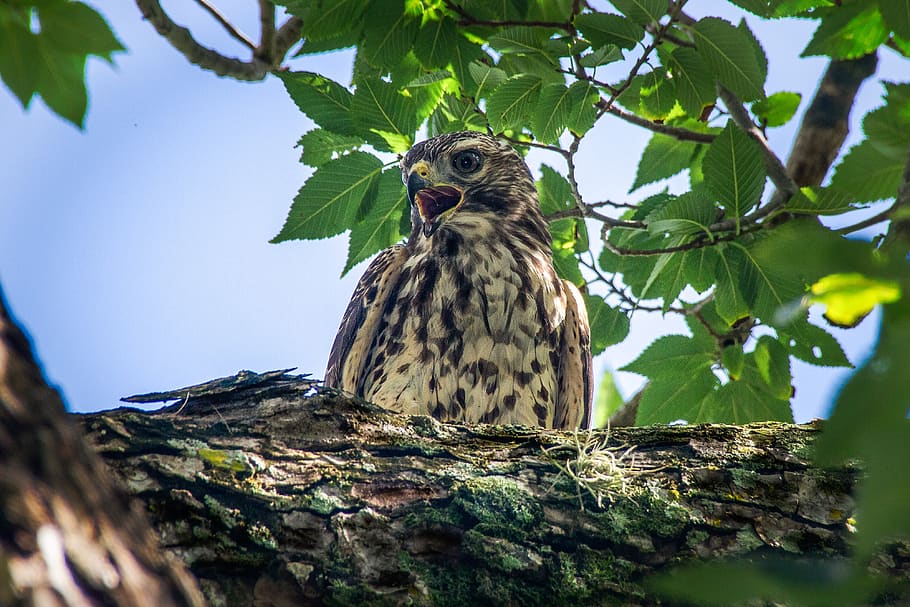 hawk, florida, treasurehammock ranch, bird, animal themes, animals in the wild HD wallpaper
