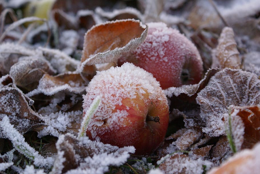 closeup photography of snow-covered apples and leaves on ground HD wallpaper
