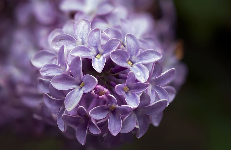 spring, lilac, bloom, macro, fragrant, lavender, flora, flower HD wallpaper