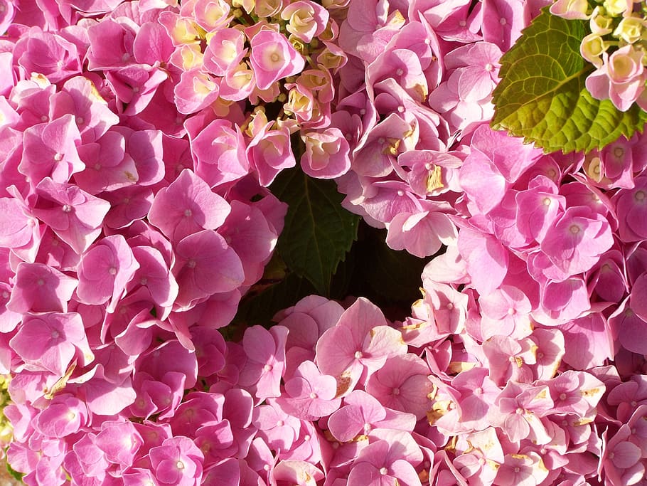 hydrangea, pink flower garden, summer flower, flowering plant HD wallpaper