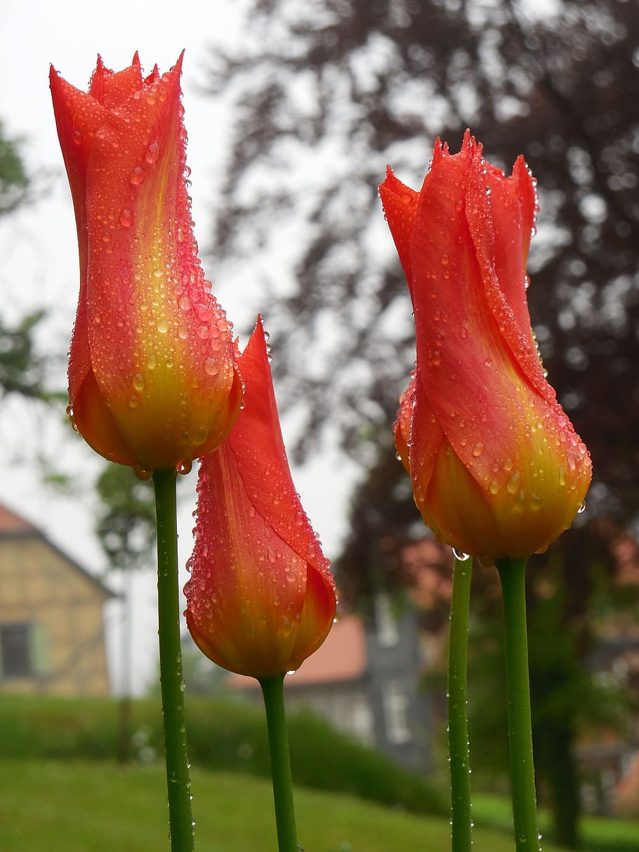 tulips, raindrop, flowers, feather, summer, park, art, orange HD wallpaper