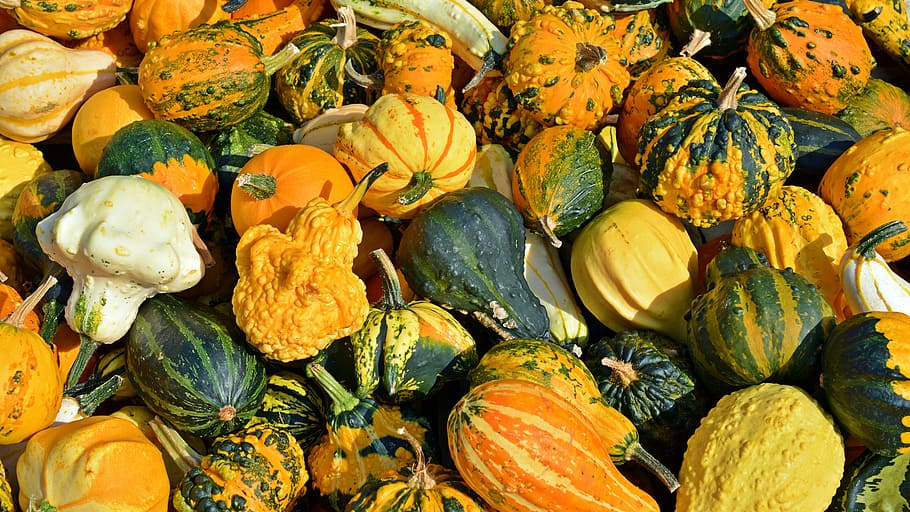green and yellow squash and gourds, pumpkin, harvest time, sale, HD wallpaper