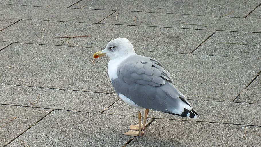 seagull, bird, wing, ze, elegant, peaceful, vertebrate, animal HD wallpaper
