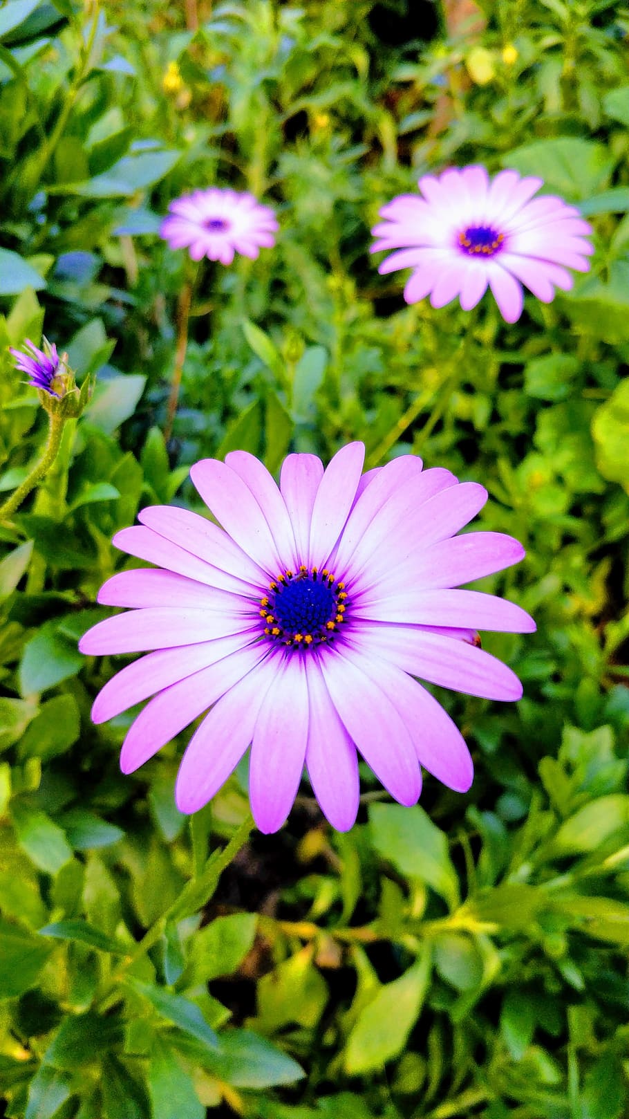 flower, flora, nature, summer, garden, blooming, petal, floral HD wallpaper