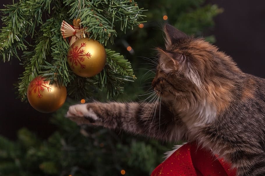 red, winter, cute, blur, ball, cat, celebration, christmas, christmas decorations HD wallpaper