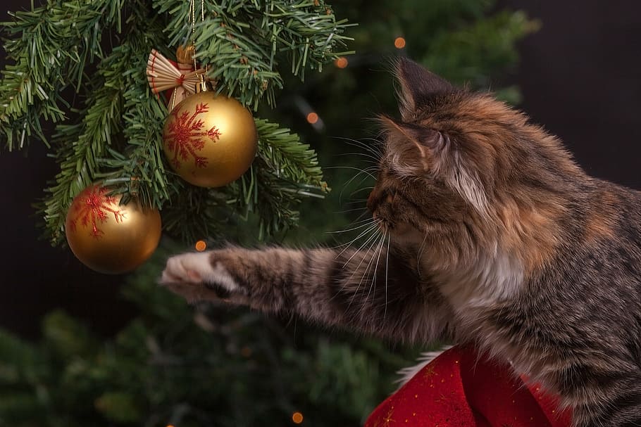 gray and brown Tabby cat, new year's eve, christmas decorations