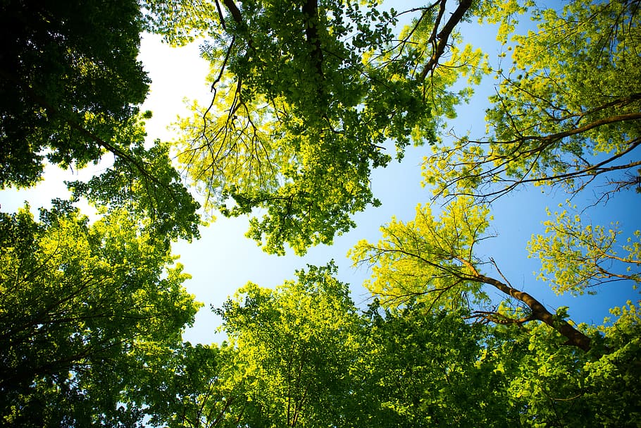 nature, sunny, forest, trees, daylight, park, perspective, scenic HD wallpaper