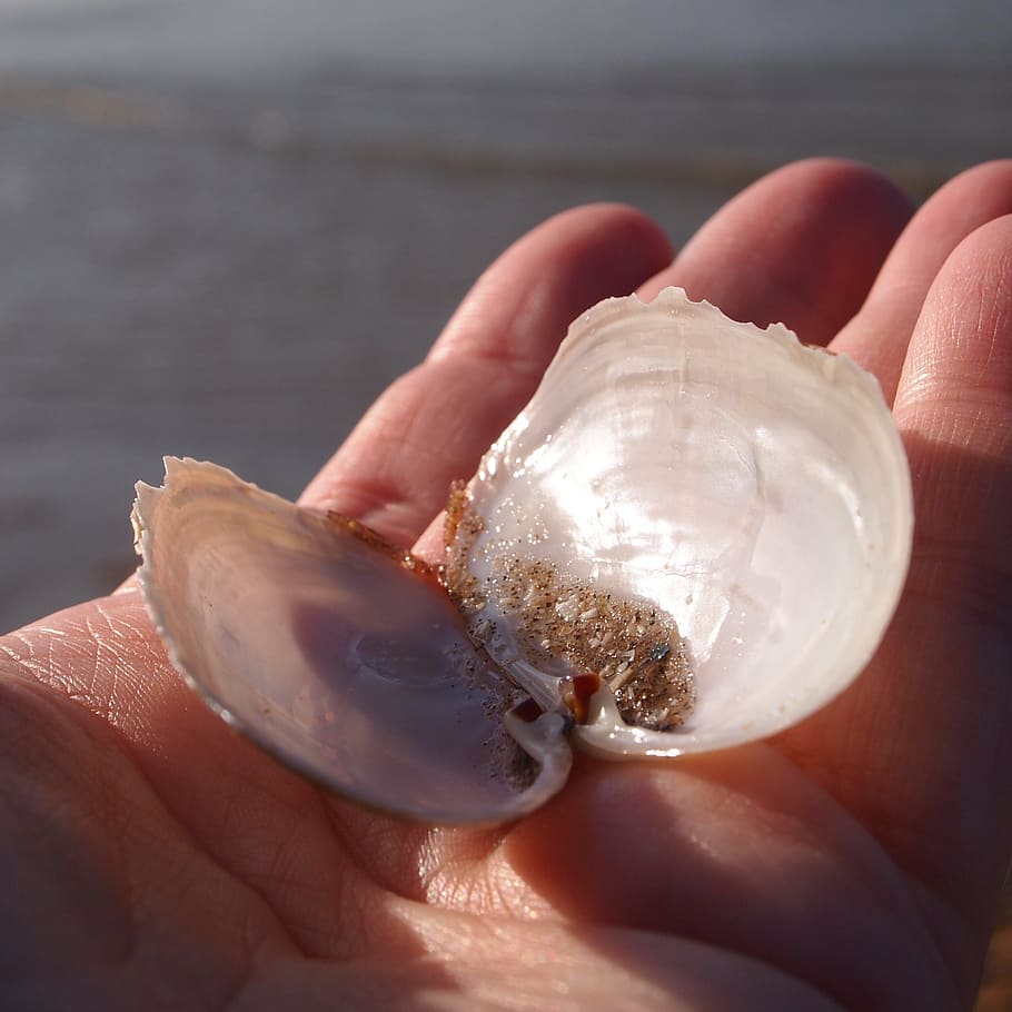 shell, open, sand, hand, fingers, sea, beach, glimmen, mother of pearl, HD wallpaper