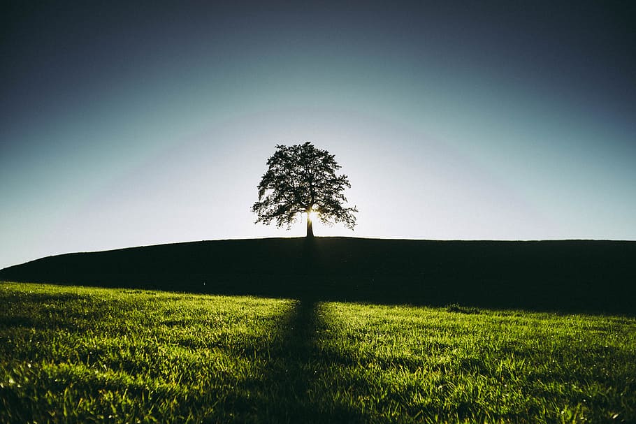 Silhouette of a Tree, countryside, environment, field, grass HD wallpaper