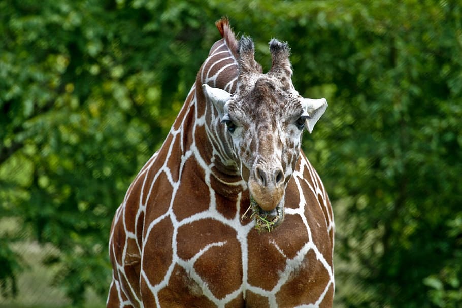 giraffe, head, face, portrait, eating, hay, mammal, mouth, ears HD wallpaper