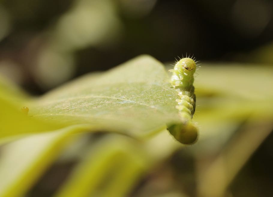 wolf, green, caterpillar, overview, close-up, selective focus HD wallpaper