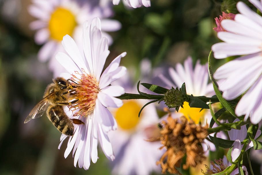 bee, insect, honey bee, close, macro, animal, asters, flowers HD wallpaper