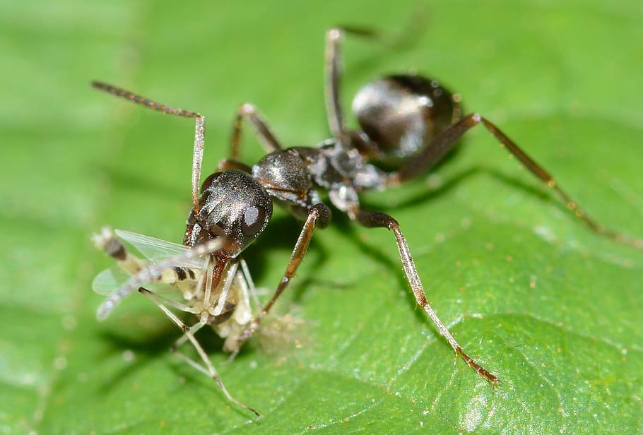 insects, ant, serviformica, cunicularia, with, prey, invertebrate HD wallpaper
