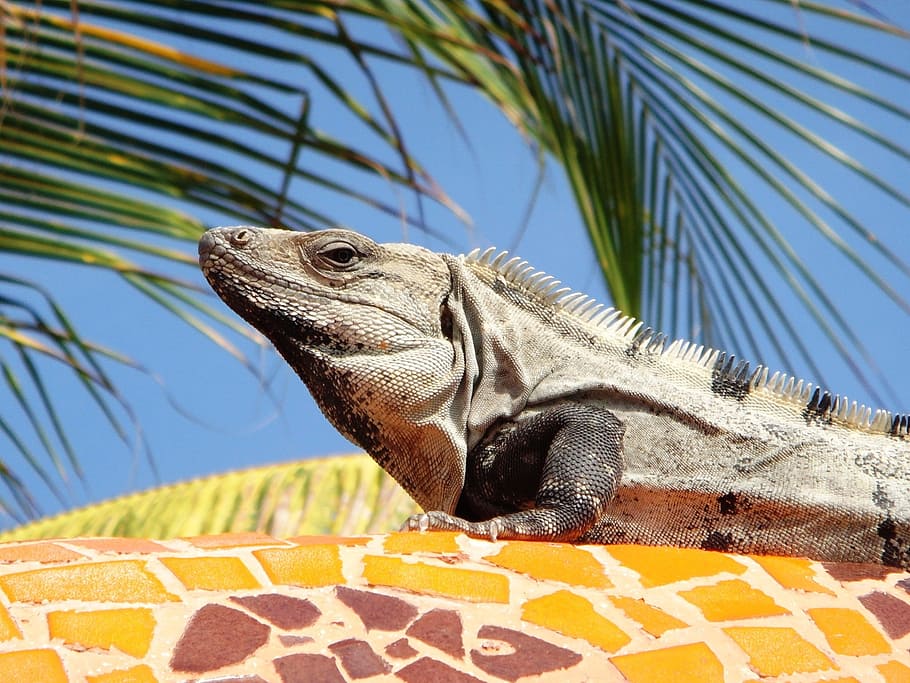 close up photography of gray iguana, mexico, palm, lizard, nature HD wallpaper