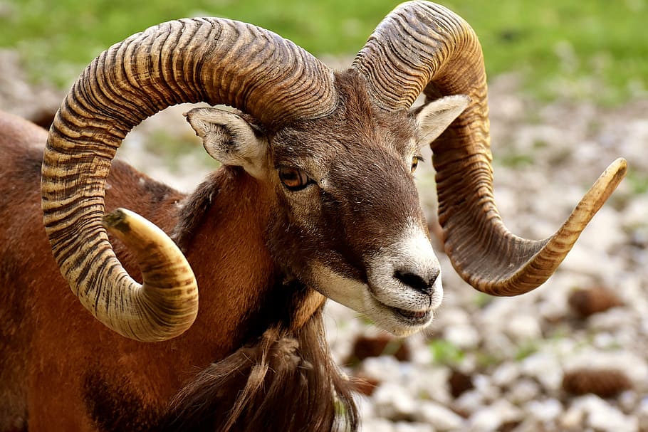 closeup photography of brown ram, aries, wild, running, wildlife park, HD wallpaper