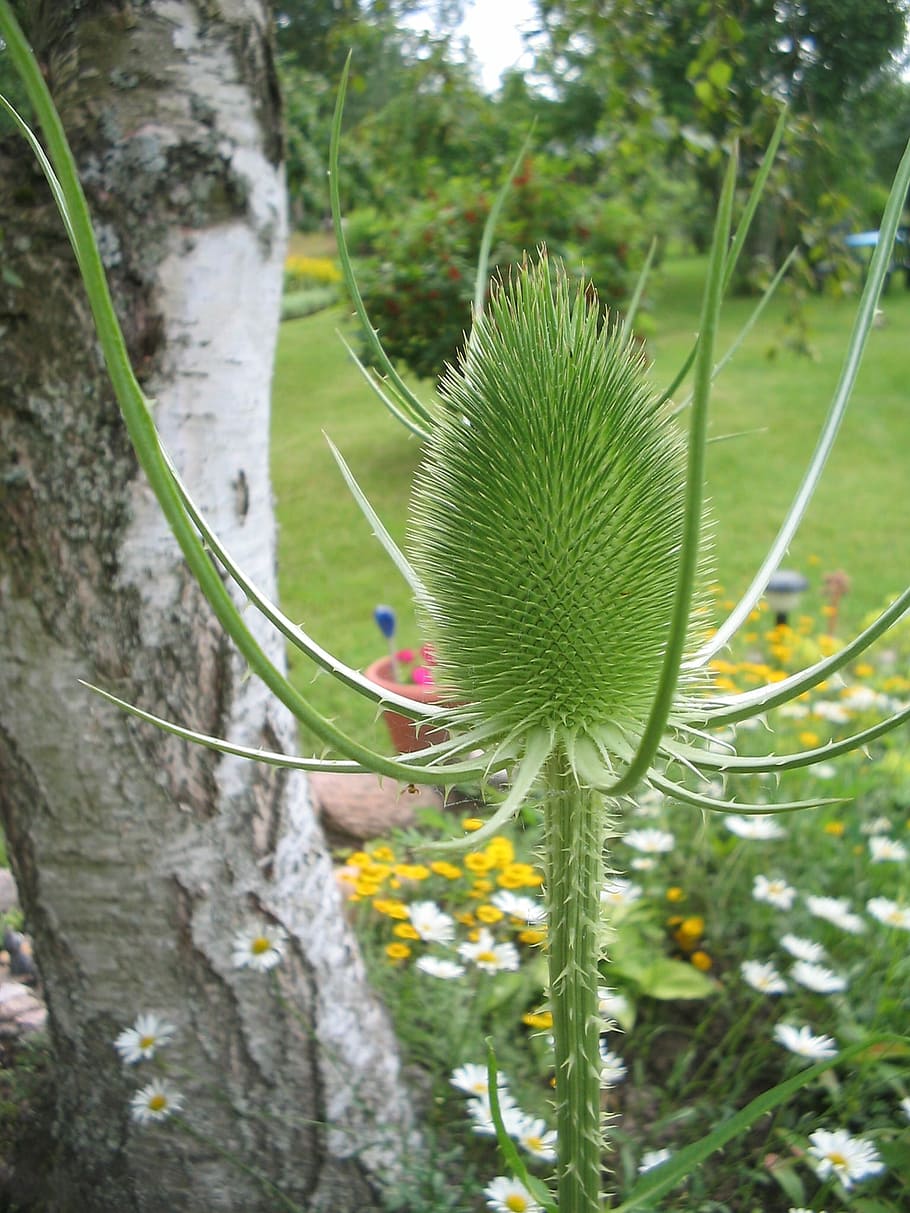 Thistle, Green, Garden, Tree Trunk, nature, growth, plant, outdoors HD wallpaper