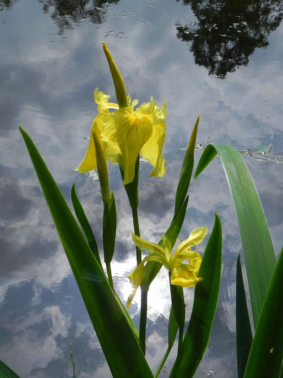 flower, iris, garden, nature, plant, flowering plant, yellow HD wallpaper