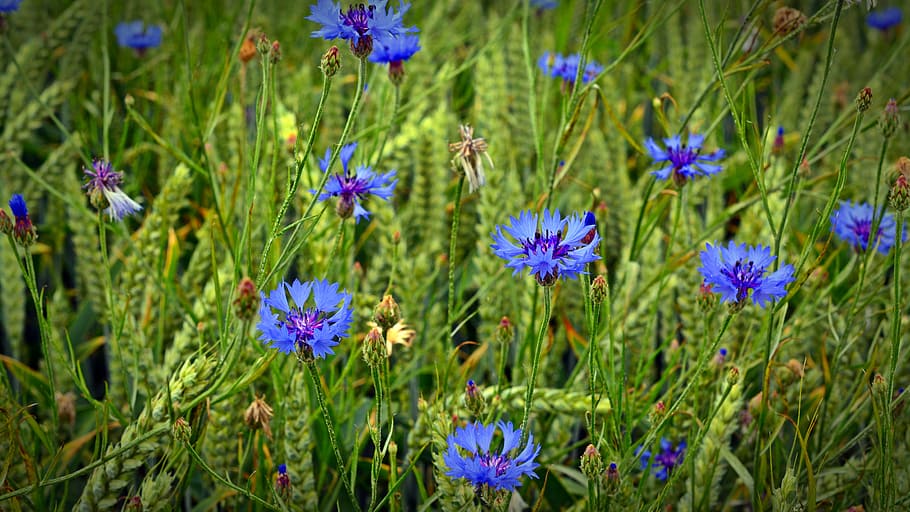 cornflower, blossom, bloom, grain, blue, cereals, summer, plant HD wallpaper