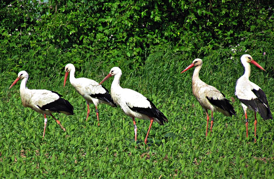 stork, field, meadow, storks, herd, bird, nature, white stork HD wallpaper