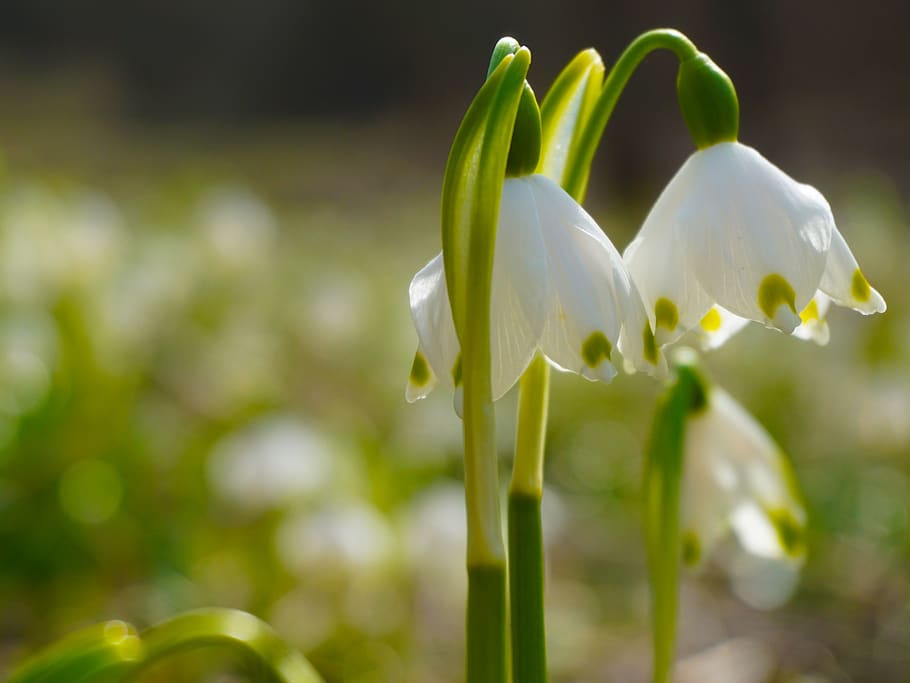 snowdrop, spring, flowers, meadow, green, plant, flowering plant HD wallpaper