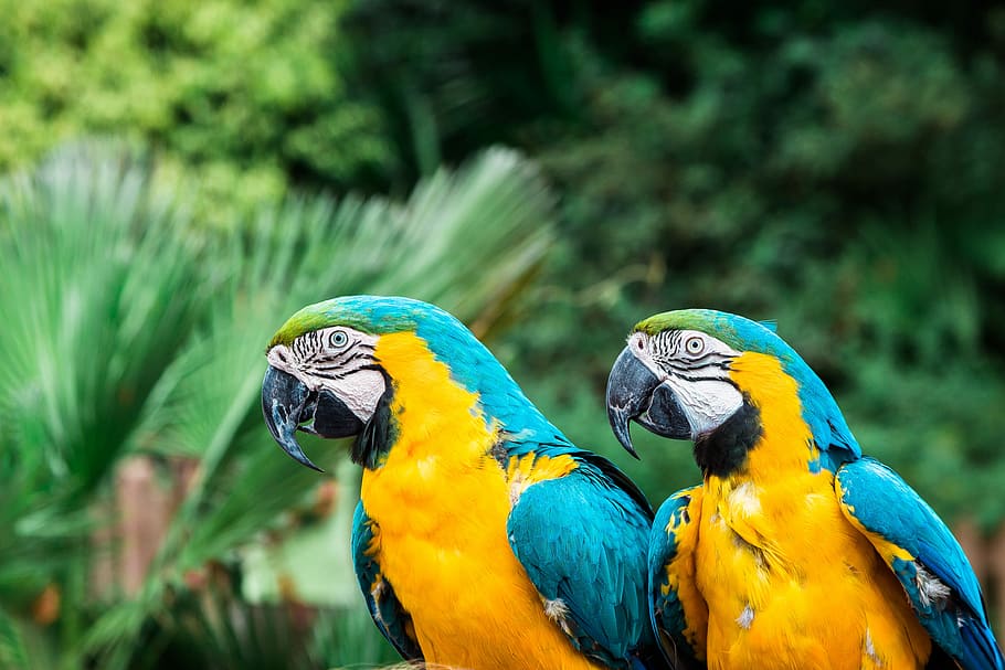 selective focus photography of two yellow macao, two blue and yellow macaw perched near plants HD wallpaper