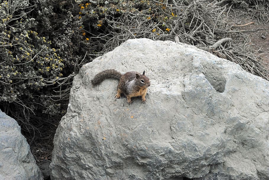squirrel, nature, rock, rodent, animal themes, animal wildlife HD wallpaper
